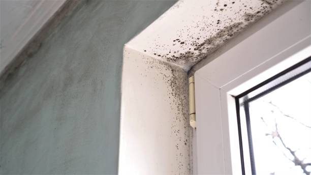 Best Local Mold Removal Service  in Syracuse, KS
