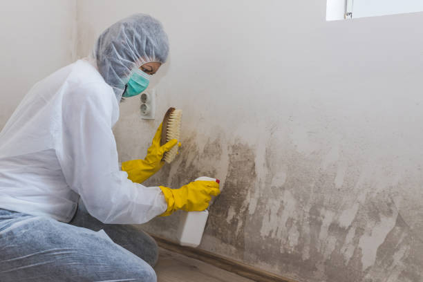 Best Office Mold Removal Services  in Syracuse, KS