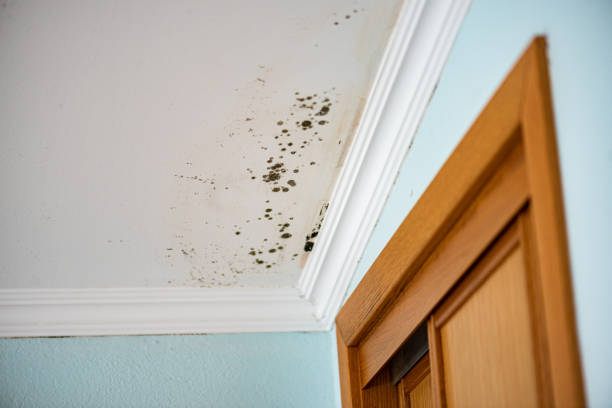 Best Mold Testing  in Syracuse, KS