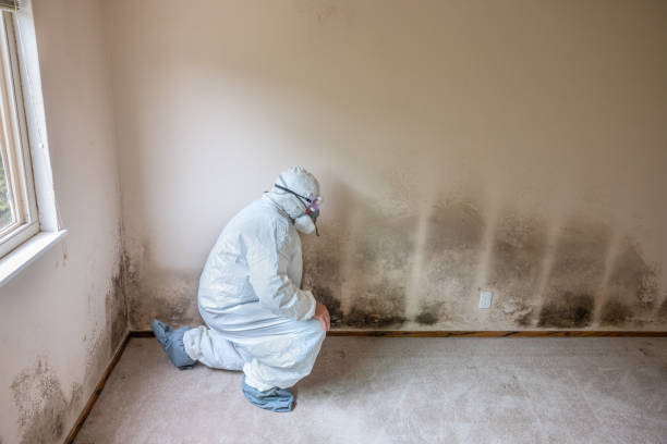 Best Attic Mold Removal  in Syracuse, KS
